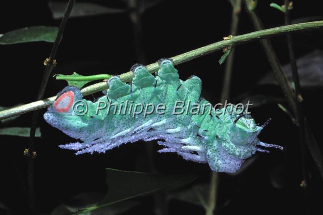 attacus atlas chenille.JPG - Attacus atlasChenille de l'AtlasLepidoptera, SaturniidaeSerre à papillonsFrance